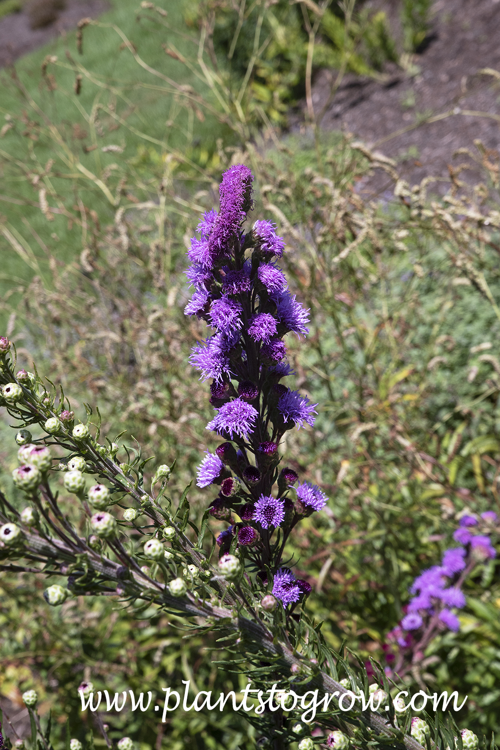 Meadow Blazing Star (Liatris ligulistyllis) | Plants To Grow Plants